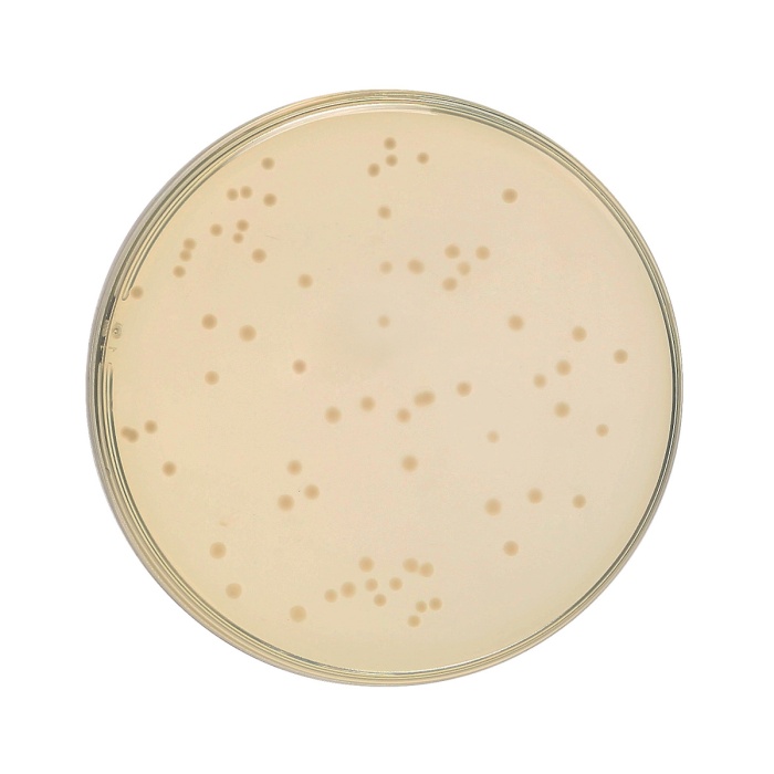 HiEncap™ YT Broth (HiEncap™ 2 XT Broth)