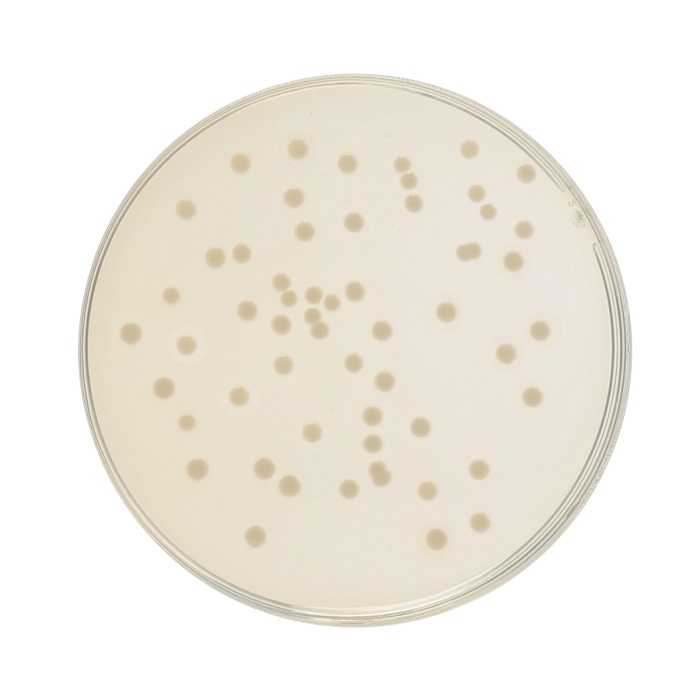 HiEncap™ YT Agar