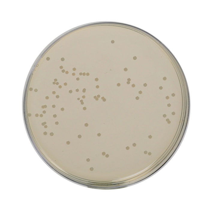 Nutrient Agar, Granulated