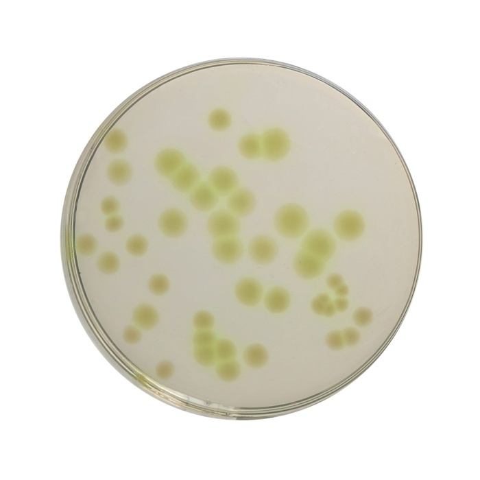 Cetrimide Agar Base, Granulated