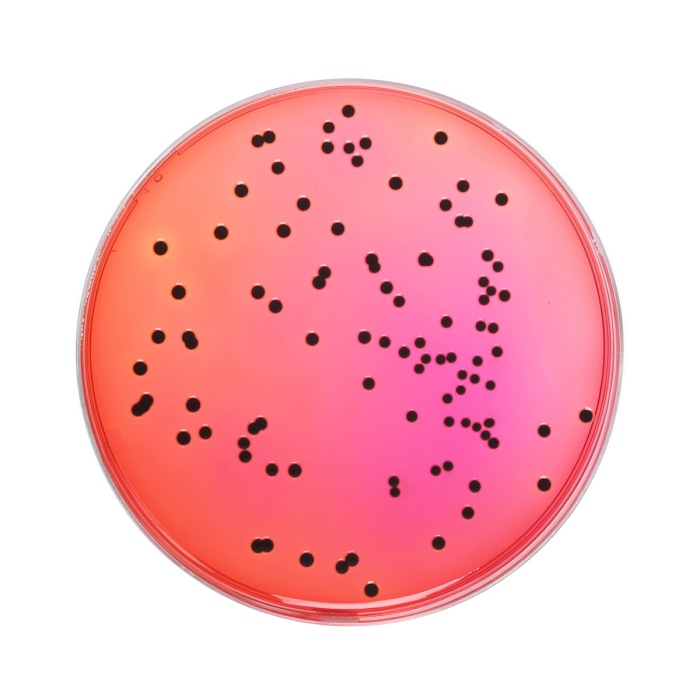 Xylose Lysine Deoxycholate Agar,  Granulated (XLD Agar, Granulated)