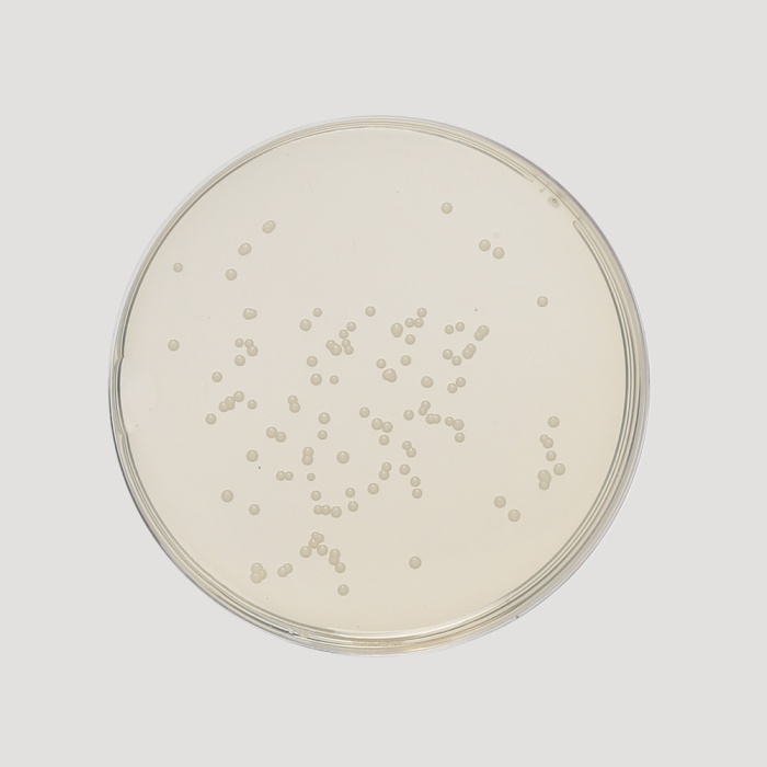 Sabouraud Maltose Agar, Granulated