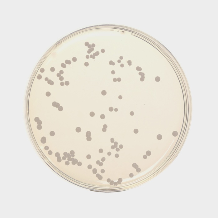 Sabouraud Dextrose Agar, Granulated