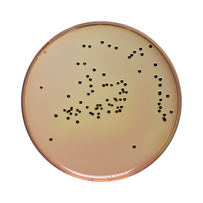 Deoxycholate Citrate Agar, Granulated