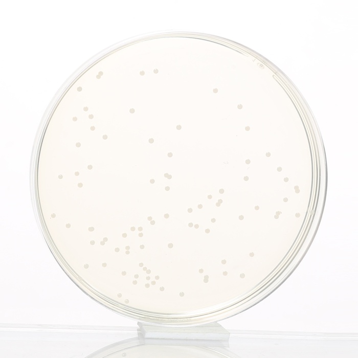 Blood Agar Base, Granulated  (Infusion Agar, Granulated)