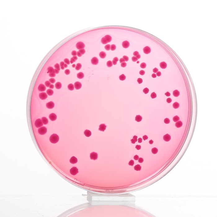 MacConkey Agar w/0.15% Bile Salts,  CV and NaCl, Granulated