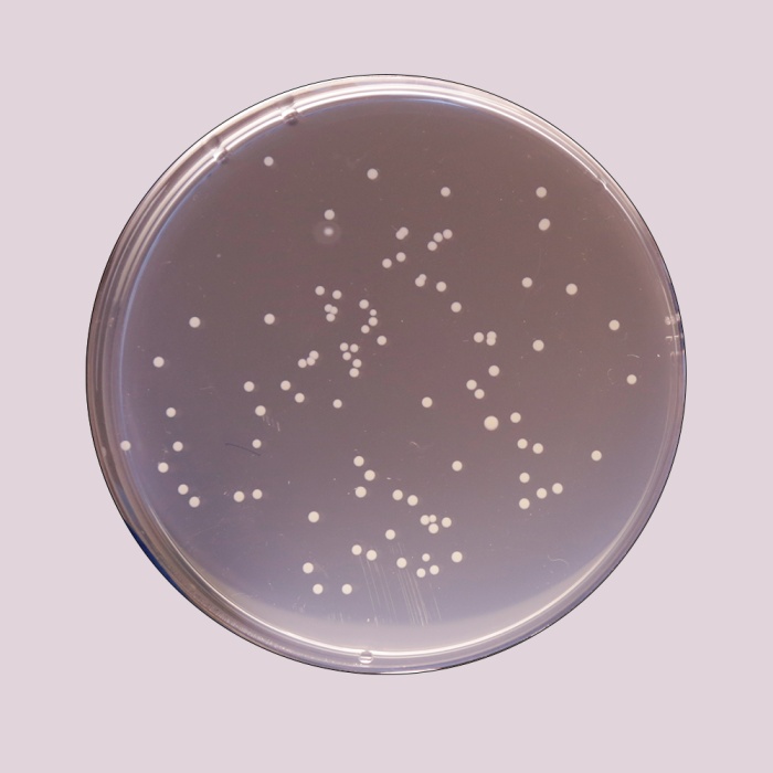 Plate Count Agar, Granulated  (Standard Methods Agar, Granulated)