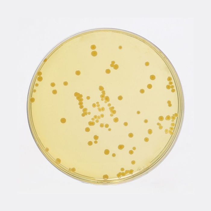 Dextrose Tryptone Agar, Granulated