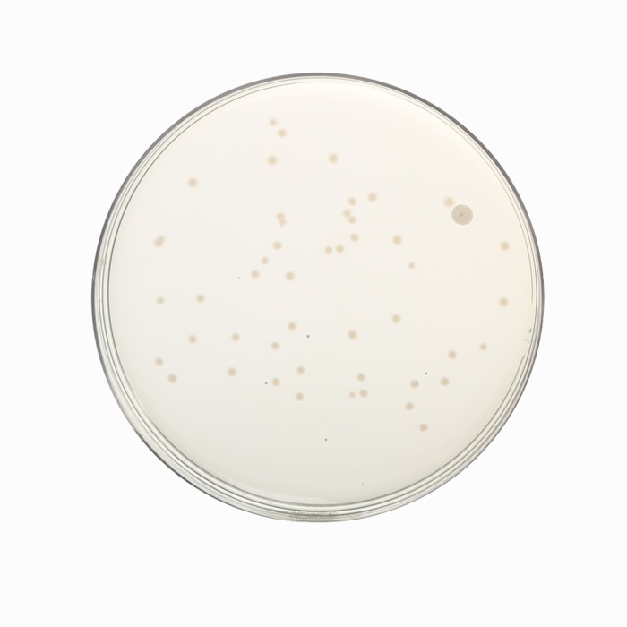 Luria Bertani Agar, Modified,  Granulated