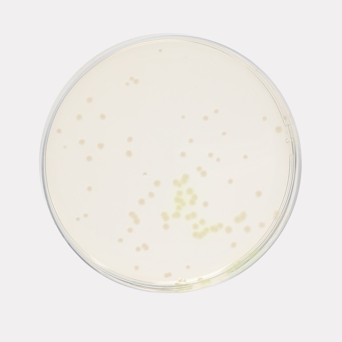 Pseudomonas Agar, Granulated (For Pyocyanin)