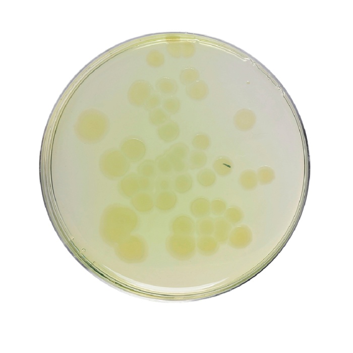 Pseudomonas Agar, Granulated (For Fluorescein)