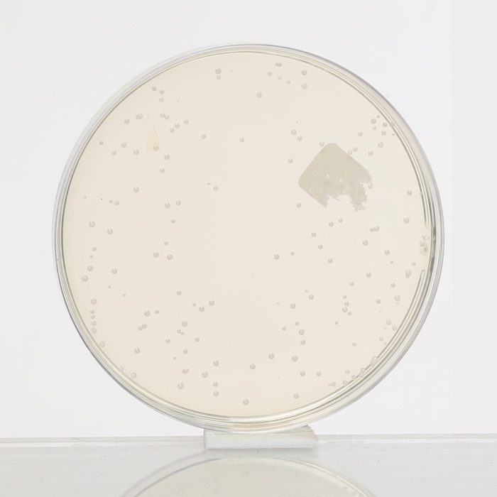 Rogosa SL Agar, Granulated