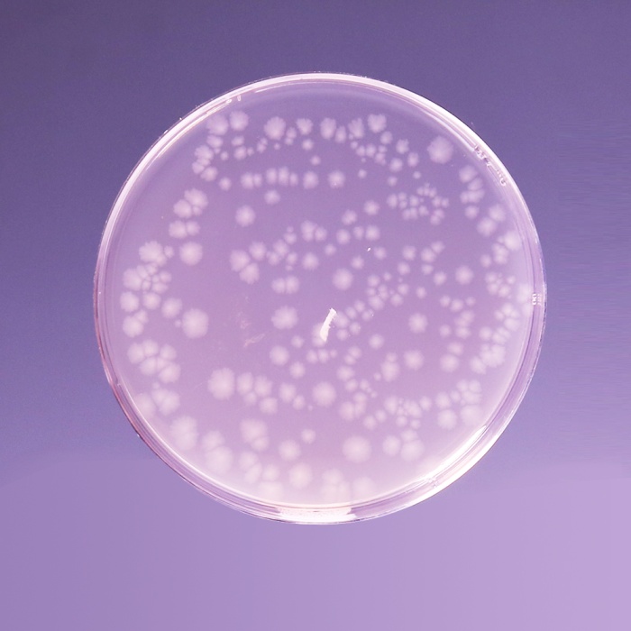 Differential Reinforced Clostridial Agar, Granulated