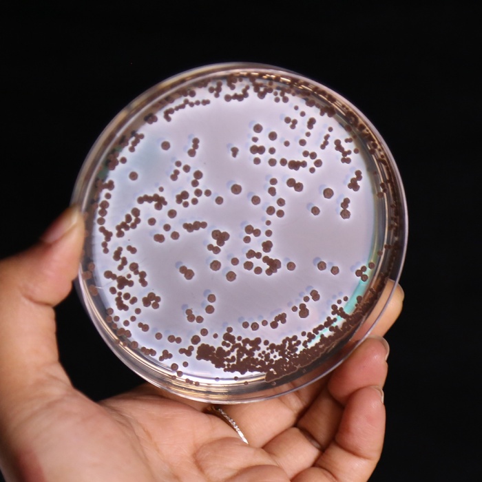 Bi.G.G.Y. Agar, Granulated (Nickerson Medium, Granulated)