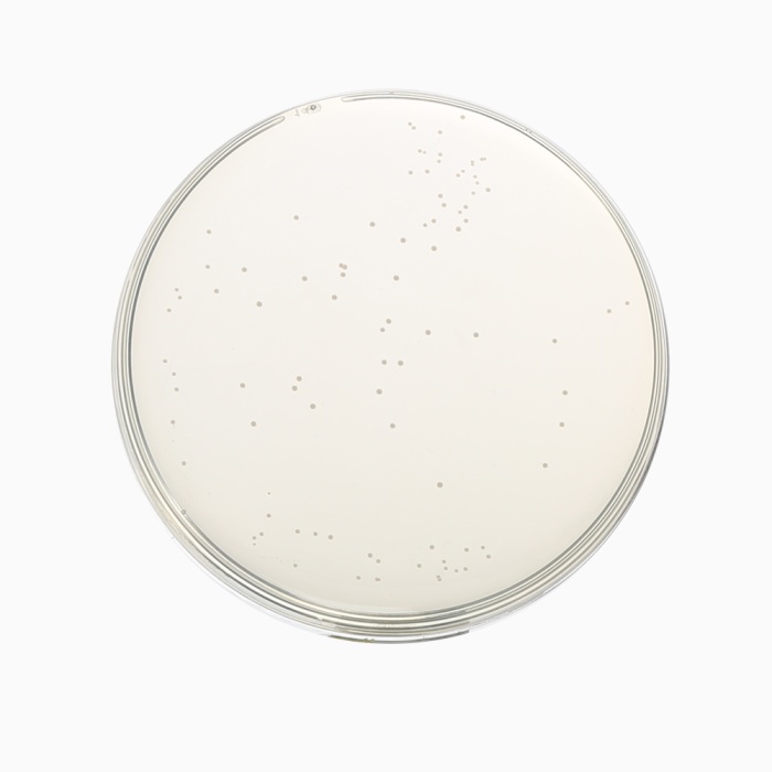 Sugar Free Agar, Granulated