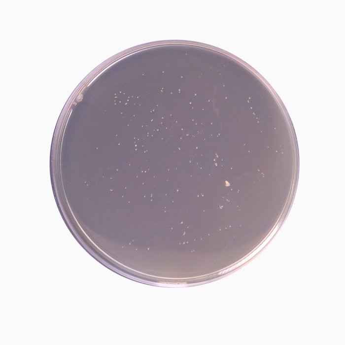 Lactobacillus MRS Agar, Granulated  (MRS Agar, Granulated)