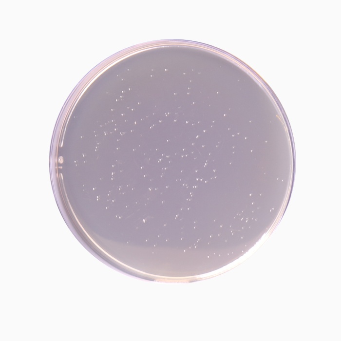 Lactobacillus MRS Agar 
(MRS agar), Granulated