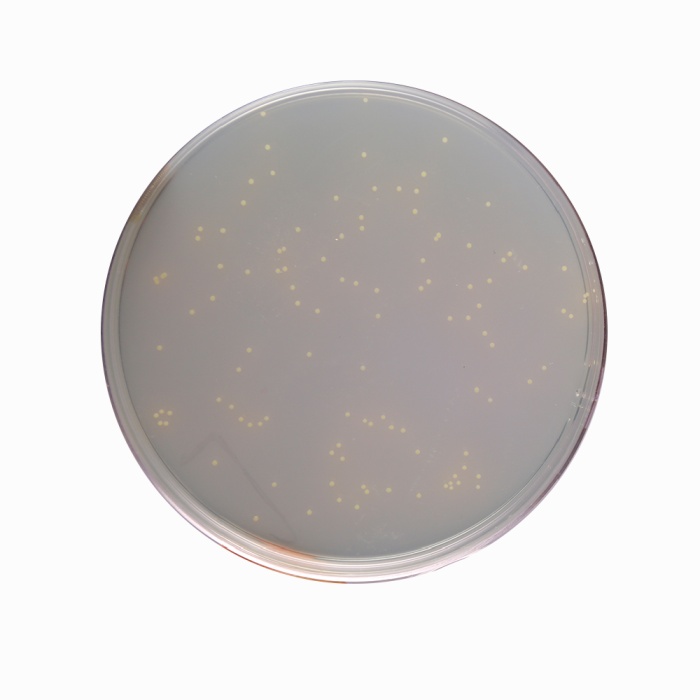 C.L.E.D. Agar w/ Bromo Thymol  Blue, Granulated