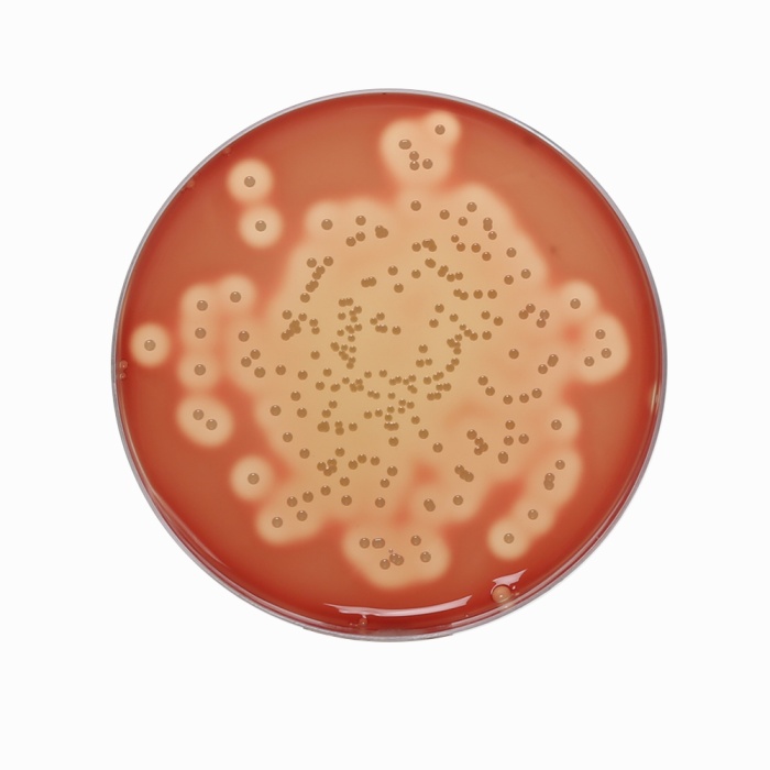 Blood Agar Base No. 2 w/ 1.2% Agar,  Granulated