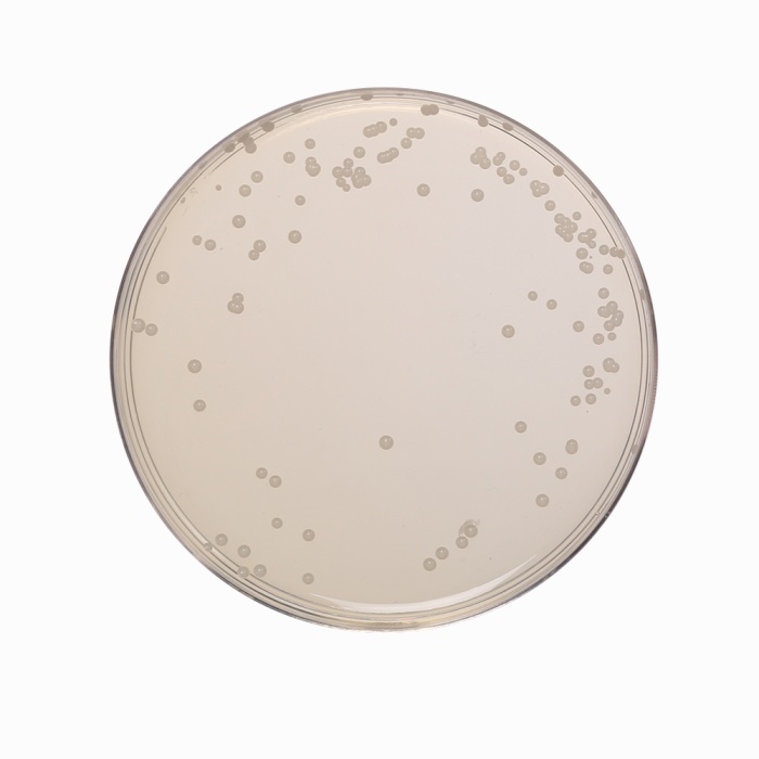 Orange Serum Agar, Granulated