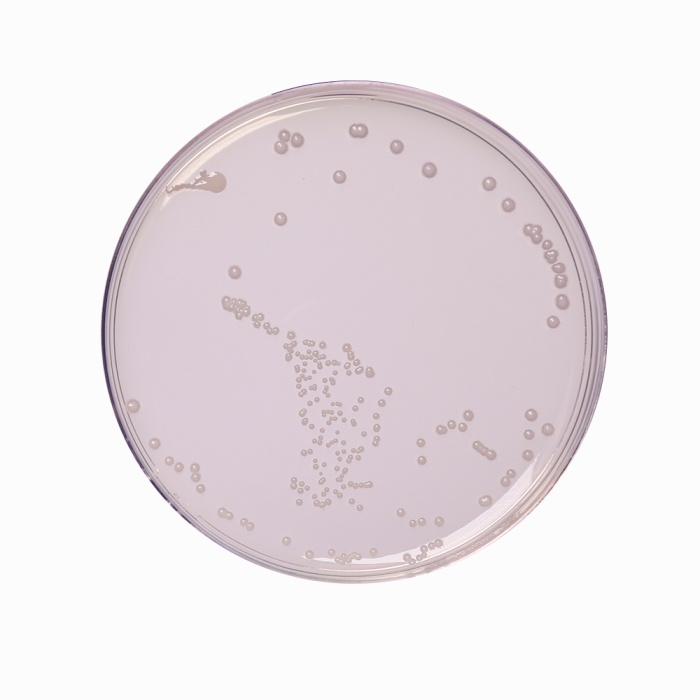 R-2A Agar, Granulated