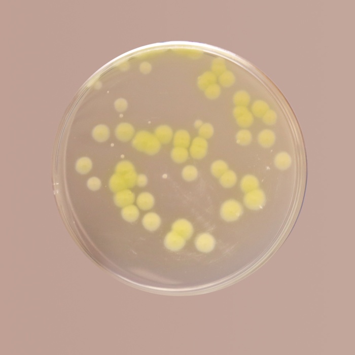 Cetrimide Agar, Granulated 