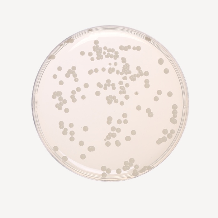 Sabouraud Dextrose Agar Medium 4,  Granulated