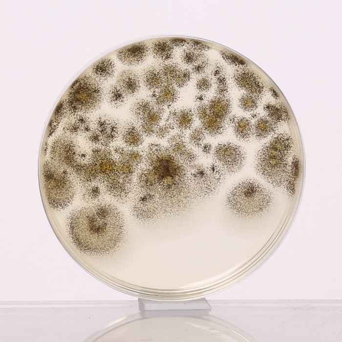 Sabouraud Dextrose Agar w/ 3.0% Agar