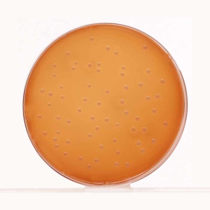 Eugonic Agar