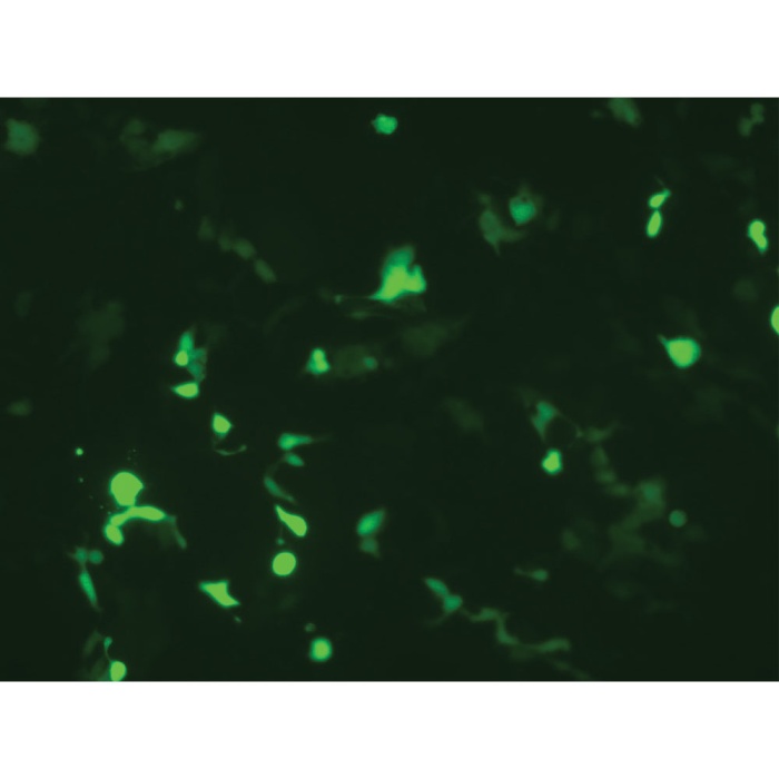 HiTransfect™ Transfection Medium, Serum Free, Animal Component Free, Low protein w/ Sodium bicarbonate w/o L-Glutamine Part A - Basal Medium Part B - Low Protein Growth Supplement