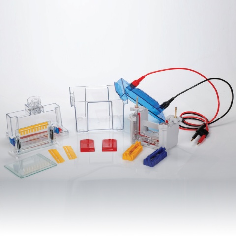 Wee-Vert® Vertical Electrophoresis System