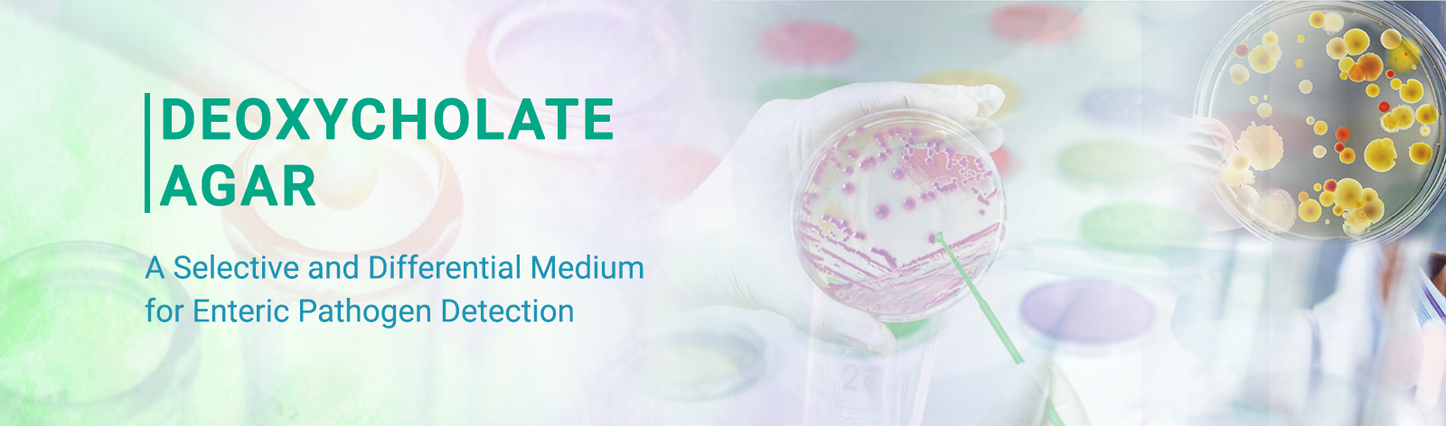 Deoxycholate Agar: A Selective and Differential Medium for Enteric Pathogen Detection
