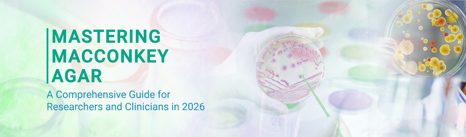 Mastering MacConkey Agar: A Comprehensive Guide for Researchers and Clinicians in 2026