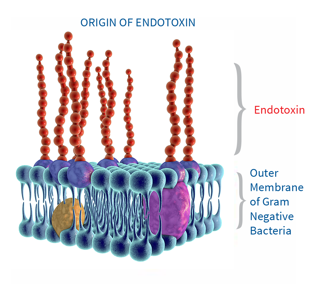 ORIGIN OF ENDOTOXIN