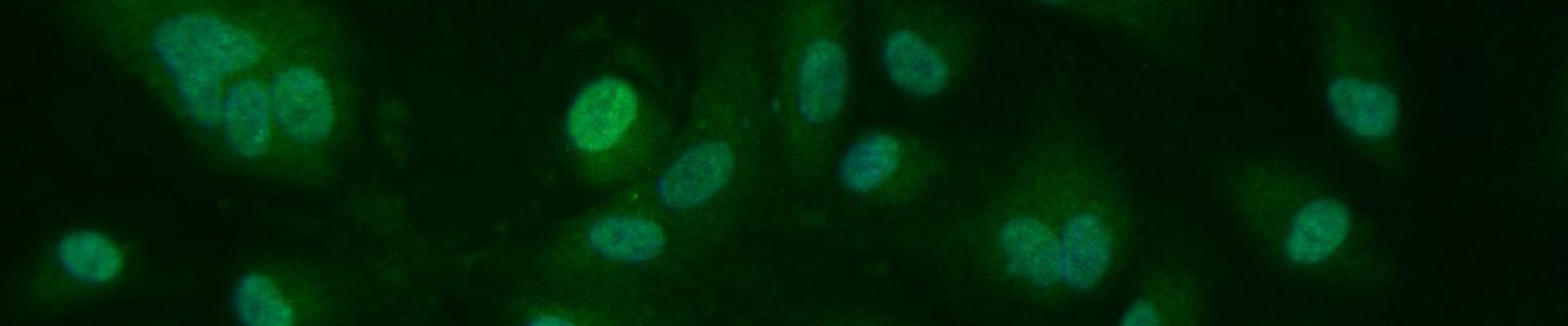 Animal Cells - ATCC Products - Cell Biology